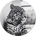 Aïchoucha DJARRAR profile picture